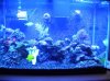 Tank 062710 001.JPG