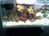 wrasse.jpg
