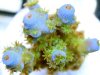 blue bonnet acro.jpg