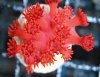 neon red hardy goniopora.jpg