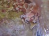 harlequin shrimp eating a starfish.JPG