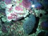 Cerinth Eggs1.jpg