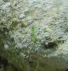 Tank Pic 2.jpg