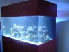 acrylic.tank.sump 016.jpg