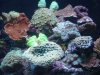 corals July 2010 005.jpg