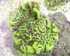 CORAL.jpg