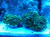 Frogspawn.jpg