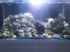 Updated Full Tank.jpg