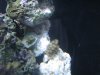 Zoas.jpg