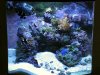 2newcorals2 0011.jpg