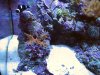 2newcorals2 0121.jpg