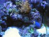 2newcorals2 0152.jpg