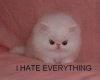 funny_cat_pictures_231.jpg