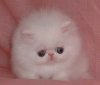cutestcatintheworld.jpg