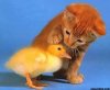 catduck.jpg