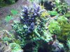 spspurple927 0021.jpg