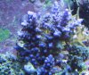 spspurple927 0051.jpg