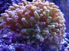 frogspawn.jpg