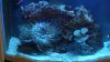 fishtank 006.jpg