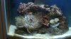 fishtank 002.jpg
