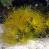 yellowpolyps.jpg