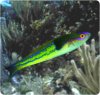 pseudojuloides_severnsi.jpg