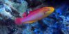Flame Wrasse Male.jpg