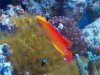 Flame Wrasse Male 2.jpg