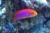 Flame Wrasse Female.jpg