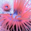 tube anemone.jpg