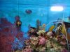 reef tank 003.jpg