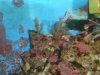 reef tank 005.jpg