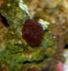 shroomcoral1.jpg