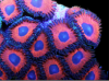 1a402f9b40e122ef57a2a04a6bed069c9d08f53f.png