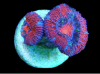 acans.png