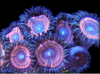 zoanthids.png