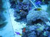 Underwater Tank Pics 002.jpg