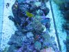 Underwater Tank Pics 011.jpg