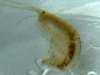 amphipod_tb.jpg