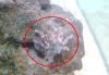 id please.jpg