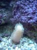leather frag.JPG