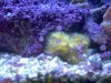 polyps.JPG