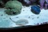 bubble ray and clam 2.jpg