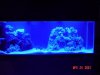 actinics lights4.jpg