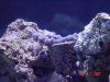 Purple acro.jpg
