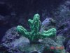 line green stony.jpg
