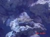 green polyp stony.jpg