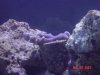 purple acro.jpg