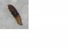 Pest.JPG