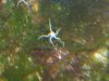 sea star.jpg